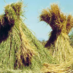 O impacto da pecuária de corte na economia rural